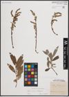 Foto von Salix cinerea L. x Salix eleagnos Scop.